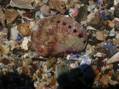 Haliotis coccoradiata