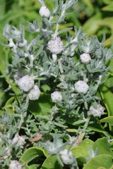 Dissocarpus paradoxus