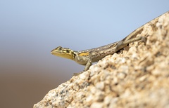 Agama planiceps