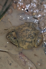 Occidozyga lima