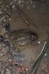 Occidozyga lima