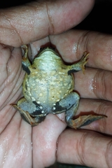 Occidozyga lima