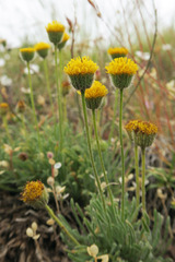 Erigeron chrysopsidis austiniae