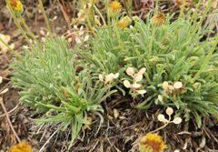 Erigeron chrysopsidis austiniae