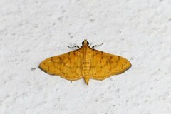 Conogethes