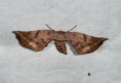 Parepisparis excusata