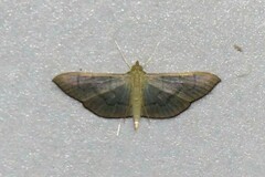 Poliobotys ablactalis