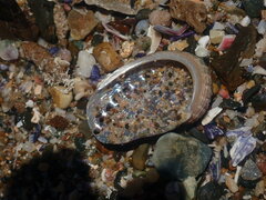 Haliotis coccoradiata