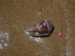 Conus coronatus