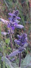 Ajuga australis