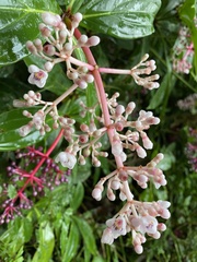 Medinilla formosana