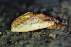 Hemiceras pallidula