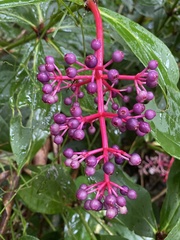 Medinilla formosana