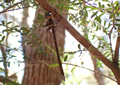 Austrocordulia refracta