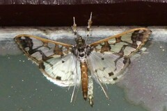Polythlipta divaricata