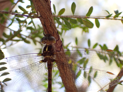 Austrocordulia refracta