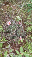 Mammillaria sheldonii