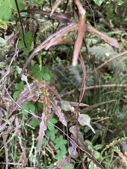 Parsonsia capsularis