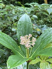 Medinilla formosana