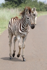 Equus quagga chapmani