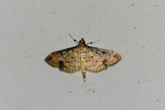 Herpetogramma cynaralis