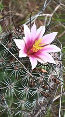 Mammillaria sheldonii