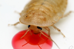 Opisthoplatia orientalis