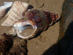 Ranella australasia