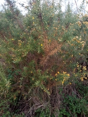 Ulex parviflorus