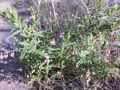 Thomasia petalocalyx