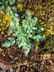 Capnoides sempervirens