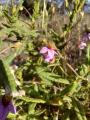 Thomasia petalocalyx