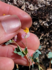 Capnoides sempervirens