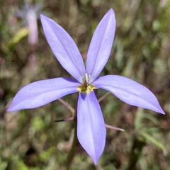 Lithotoma axillaris