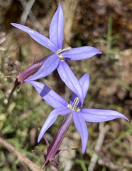 Lithotoma axillaris