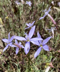 Lithotoma axillaris