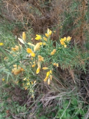 Ulex parviflorus