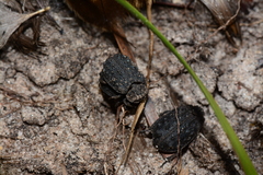 Omorgus australasiae