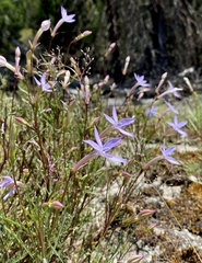 Lithotoma axillaris