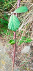 Rubus ulmifolius