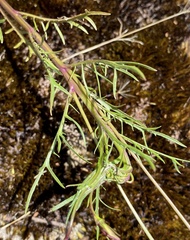 Lithotoma axillaris