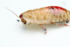 Opisthoplatia orientalis