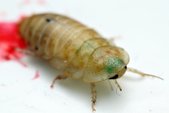 Opisthoplatia orientalis