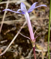 Lithotoma axillaris