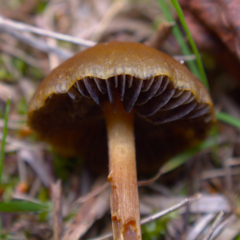 Panaeolus cinctulus