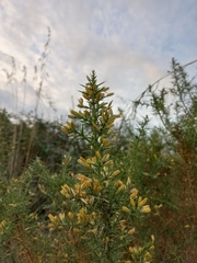 Ulex parviflorus