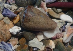 Conus aplustre