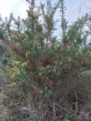 Ulex parviflorus