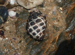 Tenguella marginalba