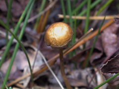 Panaeolus cinctulus